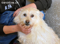 Carthos - Kleiner Mann sucht das Prinzenglück