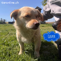 Casper ein sanfter Engel