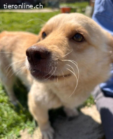 Casper ein sanfter Engel