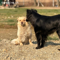 Casper ein sanfter Engel