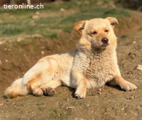 Casper ein sanfter Engel