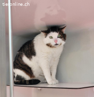 Cato, ca 5-10 Jahre, männl, kastr, noch überfordert