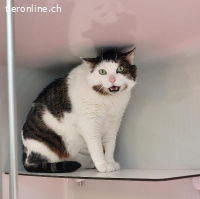 Cato, ca 5-10 Jahre, männl, kastr, noch überfordert