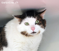 Cato, ca 5-10 Jahre, männl, kastr, noch überfordert