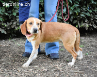 Cecilius - ein ruhiger Begleiter