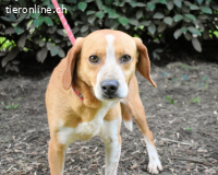 Cecilius - ein ruhiger Begleiter