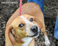 Cecilius - ein ruhiger Begleiter