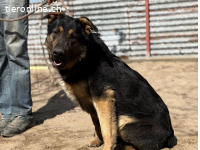 Cezar-8, wunderschöner, eigenständiger Hundemann