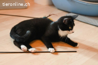 Chanel, Longolino und Elioth – das kecke Trio