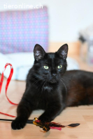 Chanel, Longolino und Elioth – das kecke Trio