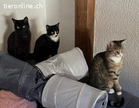 Chanel, Longolino und Elioth – das kecke Trio