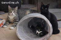 Chanel, Longolino und Elioth – das kecke Trio