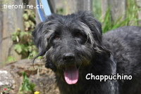 CHAPPUCHINO