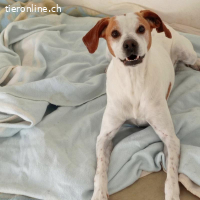 Chardo - hofft eine liebe Familie zu finden