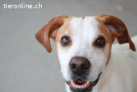 Chardo - hofft eine liebe Familie zu finden