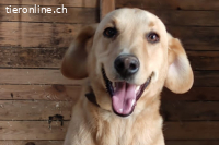 Charlie (10 Jahre) -Wer nimmt sich Zeit, ihn kennenzulernen?