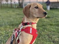 Charlotte – Bonyhad