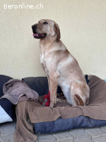 Charlotte – Bonyhad