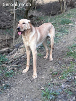 Charlotte – Bonyhad