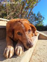 Charmante Hundeseniorin Ginger sucht gemütliches Zuhause