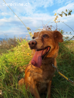 Charmante Hundeseniorin Ginger sucht gemütliches Zuhause