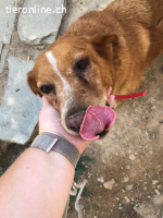 Charmante Hundeseniorin Ginger sucht gemütliches Zuhause