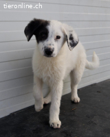 Charmeur Shadow sucht seine Herzensmenschen