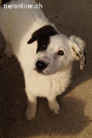 Charmeur Shadow sucht seine Herzensmenschen