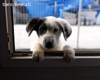 Charmeur Shadow sucht seine Herzensmenschen