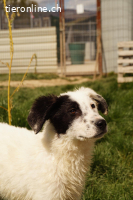 Charmeur Shadow sucht seine Herzensmenschen
