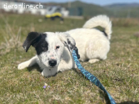 Charmeur Shadow sucht seine Herzensmenschen