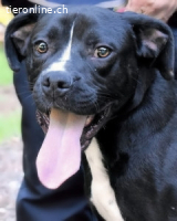 Charwen - Power auf vier Pfoten