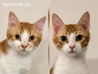 Cheddar & Nacho-Zwei Brüder wollen zusammen sein