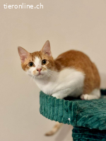 Cheddar & Nacho-Zwei Brüder wollen zusammen sein