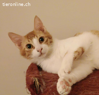 Cheddar & Nacho-Zwei Brüder wollen zusammen sein