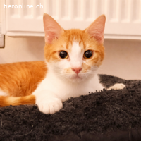 Cheddar & Nacho-Zwei Brüder wollen zusammen sein