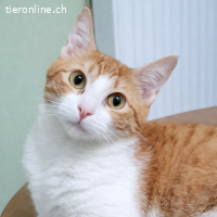 Cheddar & Nacho-Zwei Brüder wollen zusammen sein