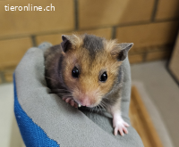 Goldhamster Chestnut