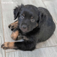 Reserviert - Chicca