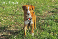 Chilli (9 Monate)- Heißer Typ sucht ein Zuhause