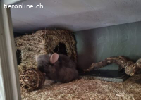 Chinchilla Männchen Chico sucht dringend neues Zuhause
