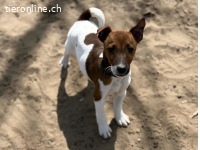 Chip-3, bezauberndes Hundekind