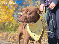 CHOCCO, wunderbarer Mischlingsrüde, ca.1 J., 49cm, 21,5kg