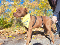CHOCCO, wunderbarer Mischlingsrüde, ca. 12 Mo., 49cm, 21,5kg