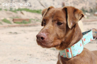 Choco – freundlich und verschmust