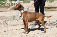 Choco – freundlich und verschmust