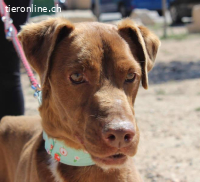 Choco – freundlich und verschmust