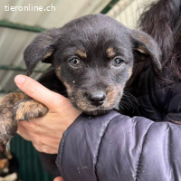 Chuck – Süsser Welpenjunge sucht dich