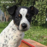 Churro - verspielter Charmeur mit besonderem Look
