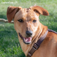 Ciana, musste im Tierheim zurückbleiben!